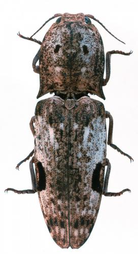 Cryptalaus eryx